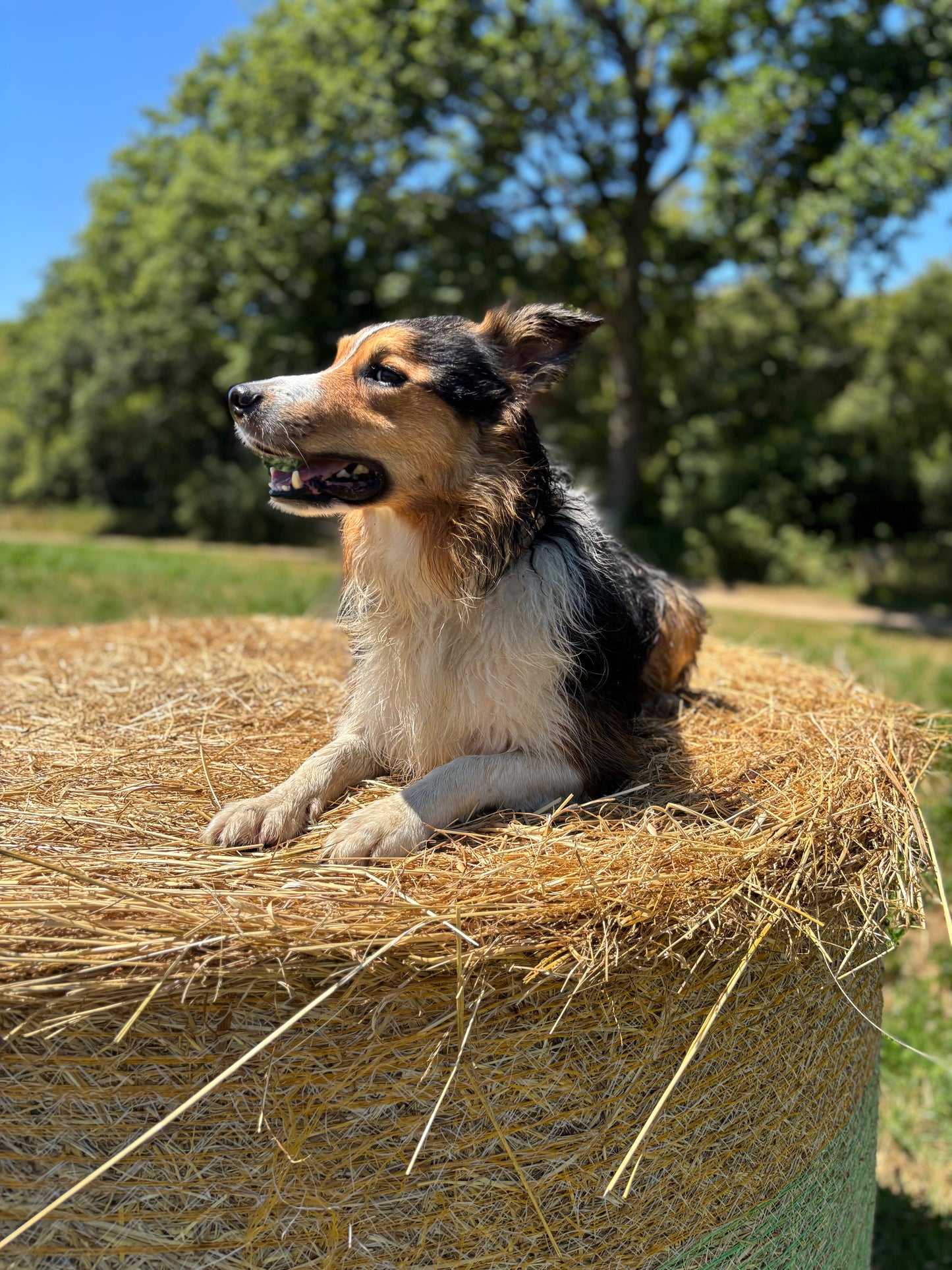 Pré-commande - Lot mixte friandises naturelles pour chien - OFFRE DÉCOUVERTE BALOO