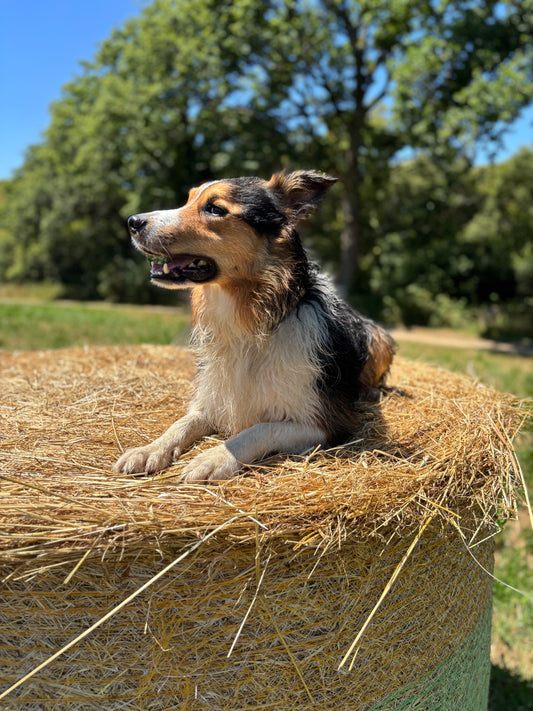 Pré-commande - Lot mixte friandises naturelles pour chien - OFFRE DÉCOUVERTE BALOO
